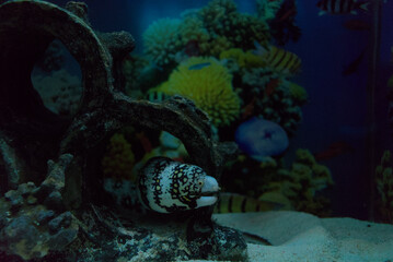 Snowflake moray eel at the bottom of a fish tank