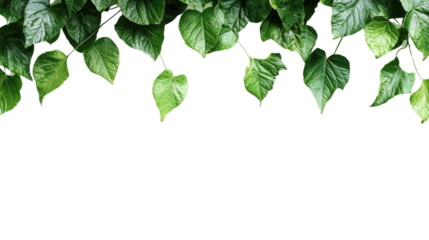 green leaf on a transparent background