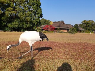 秋の後楽園～日本庭園を彩る美しい鶴～