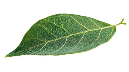 Obraz premium green leaf on a transparent background