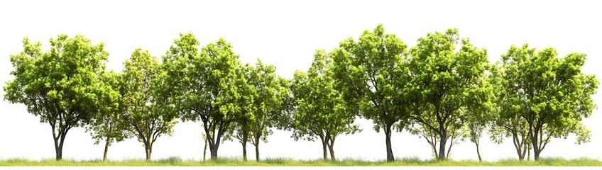 Green trees in the forest isolated on white background - Generative AI