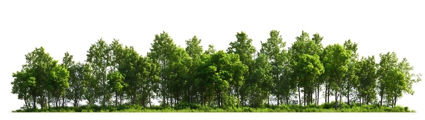 Obraz premium Green trees in the forest isolated on white background - Generative AI