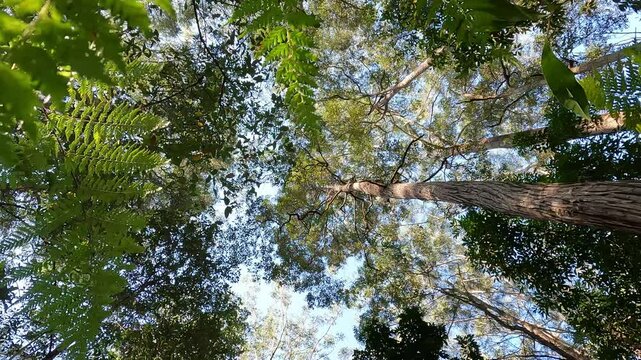 Australian Tall Eucalypt Forest Conopy with a Fern understorey : A Haven of Climate Resilience and Environmental Conservation