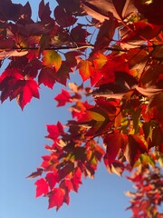 Fall Red Leaves 
