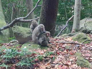屋久島の野生ヤクサル - 世界遺産の森の住人