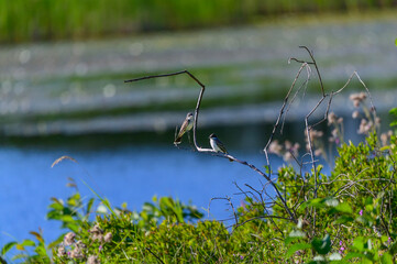 An Eastern Kingbird Perches on a Limb at Seney National Wildlife Refuge, near Seney, Michigan.