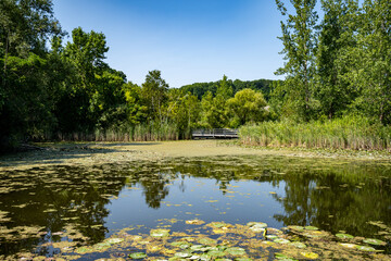 View of a pond filled with green lily pads floating on top of the water. Shot in Don Valley Brick Works in Toronto during the summer.