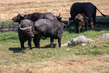 Water buffalo on the plains