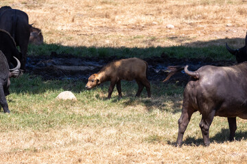 Juvenile water buffalo surrounded by adults