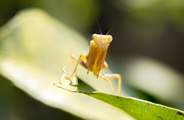 portrait of praying mantis