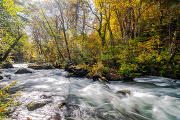stream going through the forest in japan
