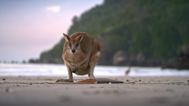 Wild wallaby kangaroo by the sea at seaside beach at Cape Hillsborough National Park, Queensland at sunrise. Cinematic nature documentary of a scenic tourist attraction animal feeding family