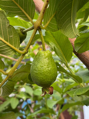 ripe green guava on a tree