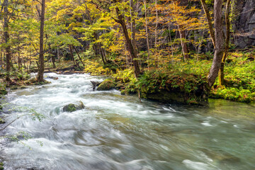 stream going through the forest in japan