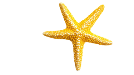 Starfish on a transparent background