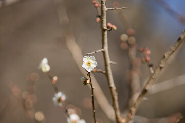 咲き始めた梅の花