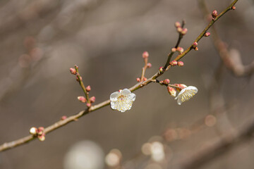 咲き始めた梅の花