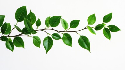 Obraz premium Green Branch with Leaves Isolated on White Background