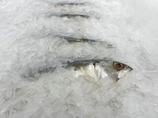 fresh salmon fish on ice