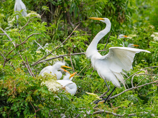 great white egret perched in the nest with its wings spread and 2 fledglings