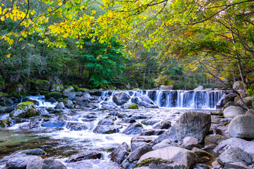 stream going through the forest in japan