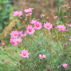 Cosmos flower. Soft focus on pink cosmos flowers in outdoor garden, natural light. Vintage filter. Shallow depth of field.