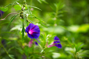 Morning glory among the green leaves in autumn
