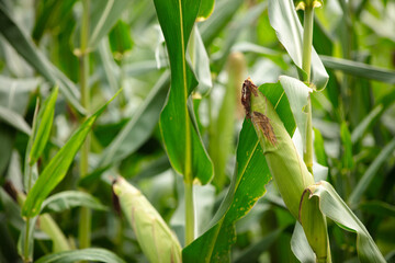 Corn on the cob ripening in the fall
