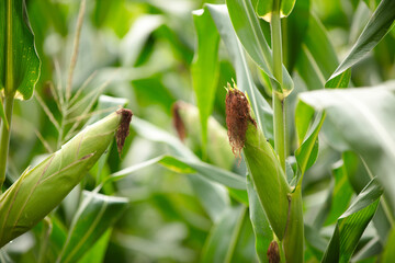 Corn on the cob ripening in the fall