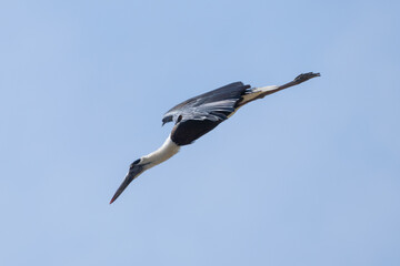 Asian Woolly-necked Stork diving in the air. The Asian Woolly-necked Stork is a striking bird with a distinctive woolly neck and black plumage.