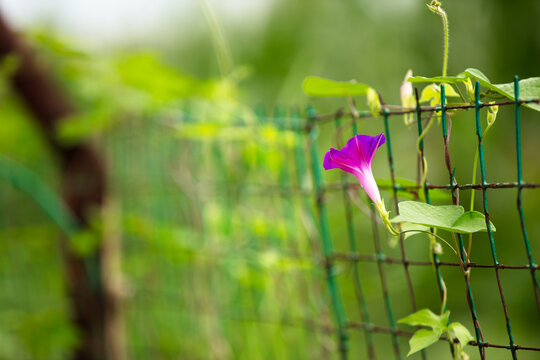 The vine plant morning glory produces beautiful flowers