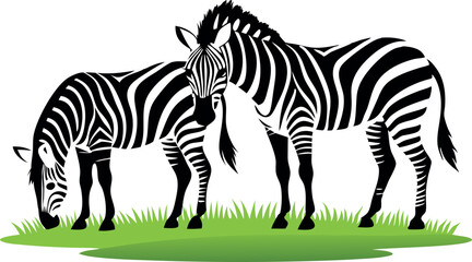 Fototapeta premium Two zebras are eating grass in a field. The zebras are standing close to each other, and one of them is looking at the camera. The scene is peaceful and serene