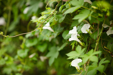 The vine plant morning glory produces beautiful flowers