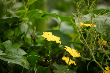 Small yellow flowers on the melon seedlings