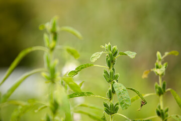 Fototapeta premium A close-up of the fruitful sesame crop