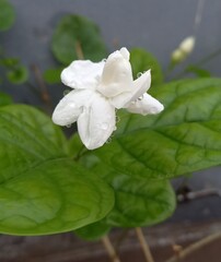Jasmine bloom