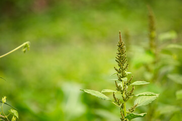 Amaranth that grows seeds in autumn