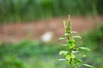 Amaranth that grows seeds in autumn