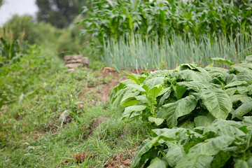 Good growing dry tobacco in farmland