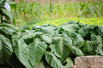 Good growing dry tobacco in farmland