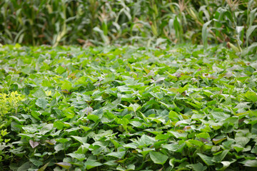 Vigorous growth of sweet potato seedlings