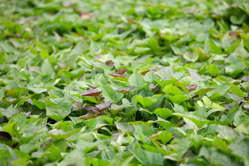 Vigorous and fresh sweet potato seedlings