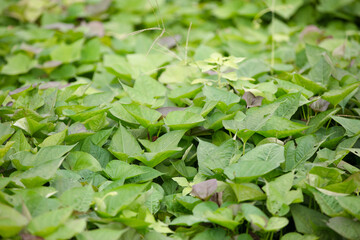 Vigorous and fresh sweet potato seedlings