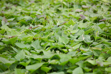 Vigorous and fresh sweet potato seedlings