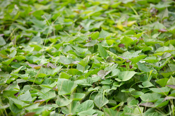 Vigorous and fresh sweet potato seedlings