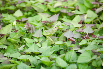 Vigorous and fresh sweet potato seedlings