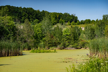 View of Pond covered with moss green grass.