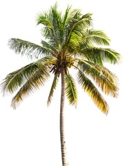 A tall, solitary palm tree with lush green fronds against a white background.