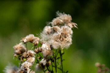 Dry seed creeping thistle white fluffy.