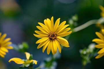 View of silphium perfoliatum. Yellow flowers of the cup plant.